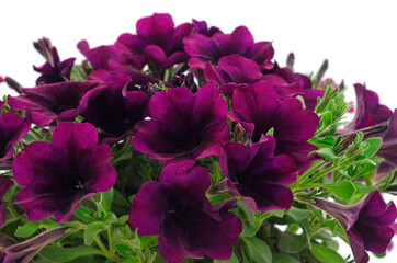 Beautiful flower purple petunia.