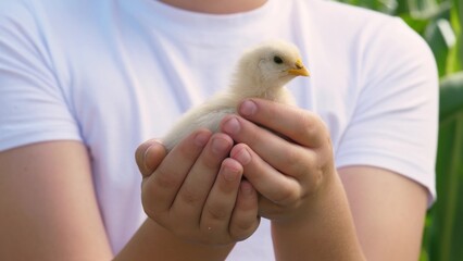 Boy male kid hands holding cute little yellow chick small chicken outdoor greenery park closeup....