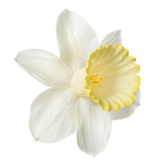 Delicate daffodil flower Isolated on a white background.