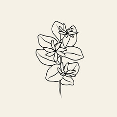 Line art Tahitian gardenia flower branch