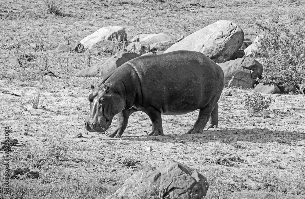 Wall mural Hippopotamus