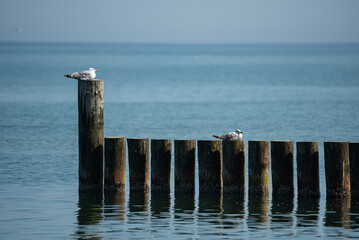 Seagull Perched on a Breakwater on a Sunny Day