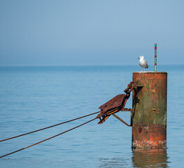 Seagull Perched on a Breakwater on a Sunny Day