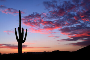 Silhouette of a Saguaro cactus at sunset, Saguaro National Park, Sonoran desert, iconic Arizona and the American Southwest landscape - 787353614