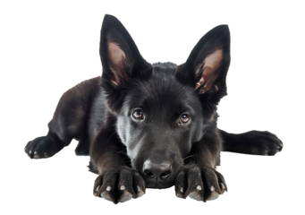 Adopting homeless animals. Isolated cute black puppy laying down on the ground.