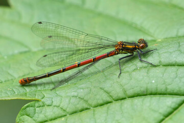 Closeup on the European Large red damselfly, Pyrrhosoma nymphula, sitting on a green leaf