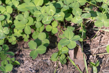 Set of clovers in the meadow with a lucky four-leaf clover visible. Spring.