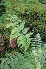 Green ferns growing in the forest.