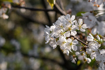 Natural bokeh of garden with close-up photography of white cherry blossoms in spring.