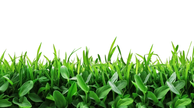 PNG Beautiful green grass border vegetation outdoors plant