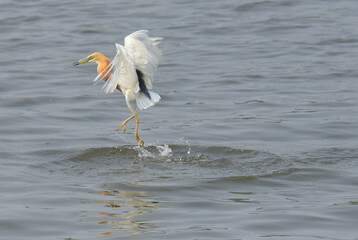 Mistake attack fish of Javan pond heron or Ardeola speciosa fishing in the river but very good beautiful picture.