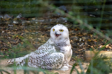 A white owl is sitting on the ground in a zoo enclosure