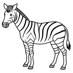 zebra vector illustration