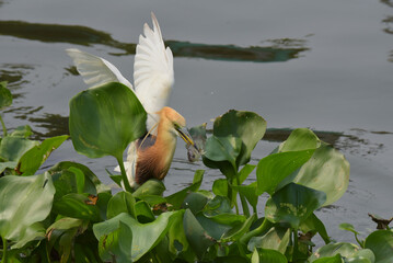 Beautiful nature but hidden with cruelty. Documentry Javan pond heron or Ardeola speciosa hunting, killing and eating fish dy hiding in the water hyacinth bush floting on the river. 
