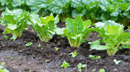 Leaf vegetables, such as radishes, are growing in the garden