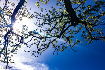 Here is a kinderijk in netherlands.