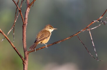 The clamorous reed warbler is an Old World warbler in the genus Acrocephalus. It breeds from Egypt eastwards through Pakistan, Afghanistan and northernmost India to south China and southeast Asia.