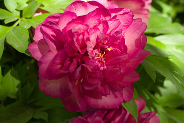 flower, plant, flora, spring, petals, colors, pattern, nature, n