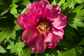 Fototapety na wymiar - Fototapeta24.pl