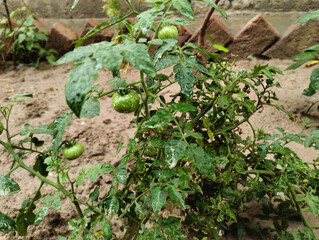 raindrops on young green tomato fruits, and Young green tomato fruits grow on branches in a greenhouse. Green unripe tomato with flower