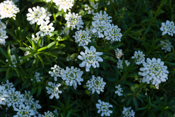 flower, plant, flora, spring, petals, colors, pattern, nature, n