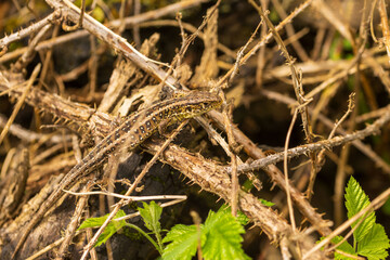 Eine Eidechse im Gebüsch