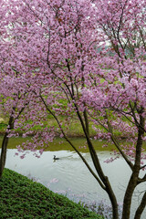 Spring blossom of pink sakura cherry tree in Japan