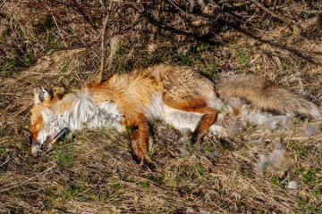 a dead Wildlife Red Fox with a hunting cartridge in the field and flies that fly around the corpse and feed on decaying flesh