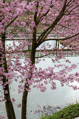 Spring blossom of pink sakura cherry tree in Japan and wooden bridge on background