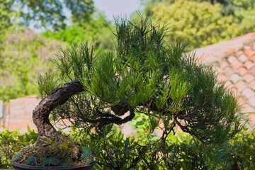 bonsai, tree, spring, plant, outdoors, sunny, branches, flora, b