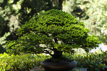 bonsai, tree, spring, plant, outdoors, sunny, branches, flora, b