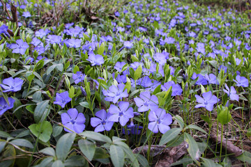 Spring blossom of periwinkle small (Vinca minor)