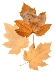 Naklejka na ściany i meble PNG Real Pressed autumn leaves maple plant leaf