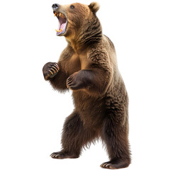 A grizzly bear standing on its hind legs, roaring ferociously on a white background - obrazy, fototapety, plakaty
