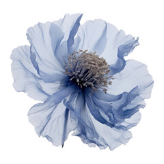 PNG Real Pressed blue peony flower petal plant - obrazy, fototapety, plakaty