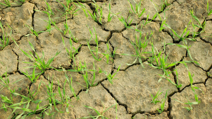 Drought wheat dry field land Triticum aestivum, very drying up the soil cracked, climate change, environmental disaster and earth cracks, death for plants and animals, degradation Europe