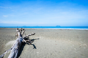 Fallen dry tree on the sand in summer beach with sea, clouds and blue sky as a background with copy...