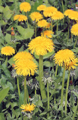 Dandelion (Taraxacum officinale) grows in nature in spring