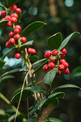 Obraz premium Close-up of bright red berries on a branch with green foliage, holly berry bush. Russia, Krasnodar Territory, Sochi, arboretum.
