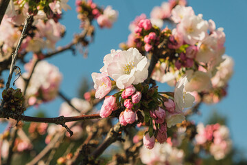 Close up shot of a branch with Japanese sakura blossoms. Fruit-bearing tree, cherry, blossoming....