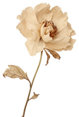 PNG Real Pressed peony flower petal plant