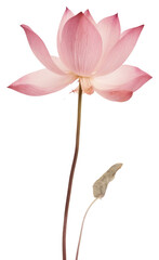 PNG Real Pressed pink lotus flower petal plant