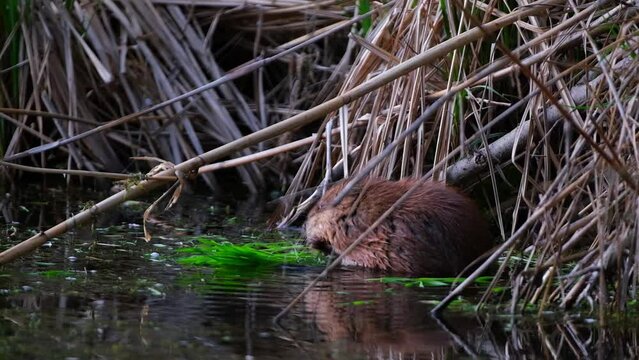 Nutria or Swamp Beaver, Myocastor amusingly eats fresh green grass in lake or river water.