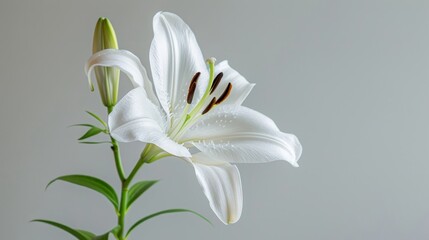 Funeral lily on white background with spacious area available for text placement