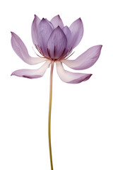 Obraz premium PNG Real Pressed purple lotus flower blossom petal.