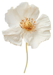 Fototapeta premium PNG Real Pressed white poppy flower petal plant.