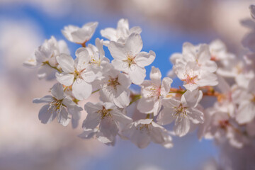 Closeup of delicate white cherry blossoms in springtime
