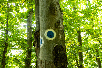 Tourist routes markings on a tree in the forest
