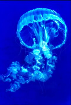 Cyanotype de méduse Chrysaora flottant dans l'eau