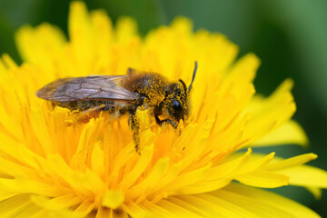 Closeup on a female grey-gastered mining bee, Andrena tibialis, sitting in a yellow dandelion flower